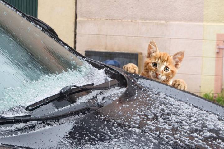 Knock Three Times on Your Car Hood This Winter; Here's Why