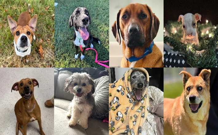 Midlands Pup Shots! December 5