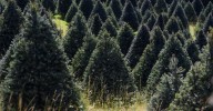 Cómo verificar si tu árbol de Navidad natural está certificado por CONAFOR