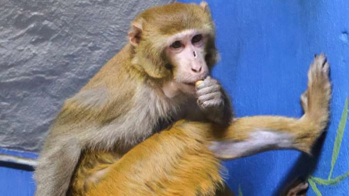 Monkey who escaped Mississippi highway crash has new permanent home at New Jersey refuge