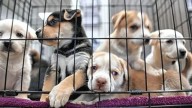 Posadas: aprueban la prohibición de criaderos y la venta de perros y gatos en la ciudad