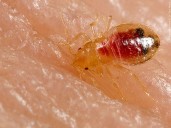 Bradley Central High School Provides Bed Bug Update