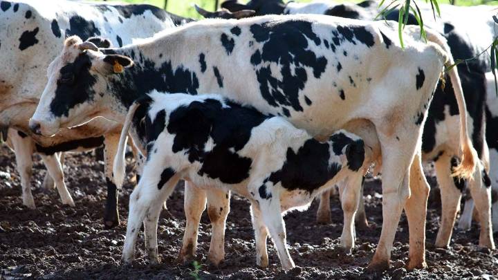 La mejora en el precio al tambero fue de sólo el 8% en un año