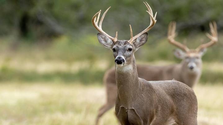 NC deer attacks prompt wildlife officials to warn against keeping them as pets