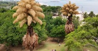 Palmeras plantadas hace más de 60 años florecen por primera y única vez en Río de Janeiro; científicos explican por qué este fenómeno natural histórico conecta botánica, tiempo de vida humano y la vis