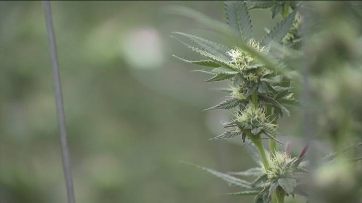 TABC taking feedback on proposed THC rules