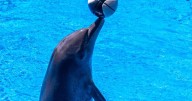 Scientists discover dolphins ‘speak’ more when learning new skills
