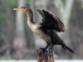 LUKE CLAYTON: Cormorants are Here for the Winter
