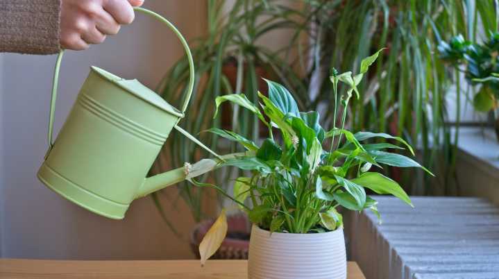 The Common Watering Mistake You're Making With Your Peace Lily