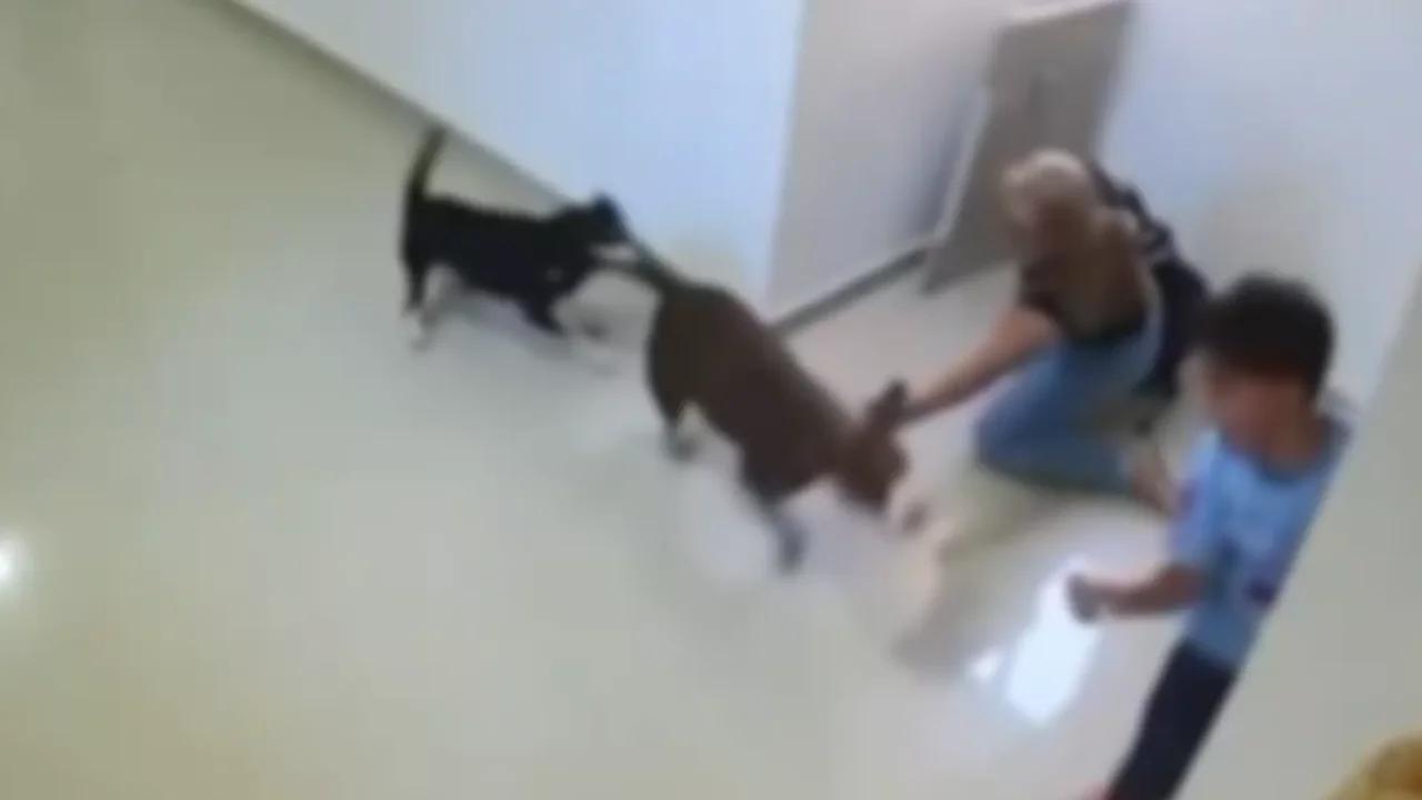 VIDEO | Menor resultó gravemente herido tras ser brutalmente atacado por un perro