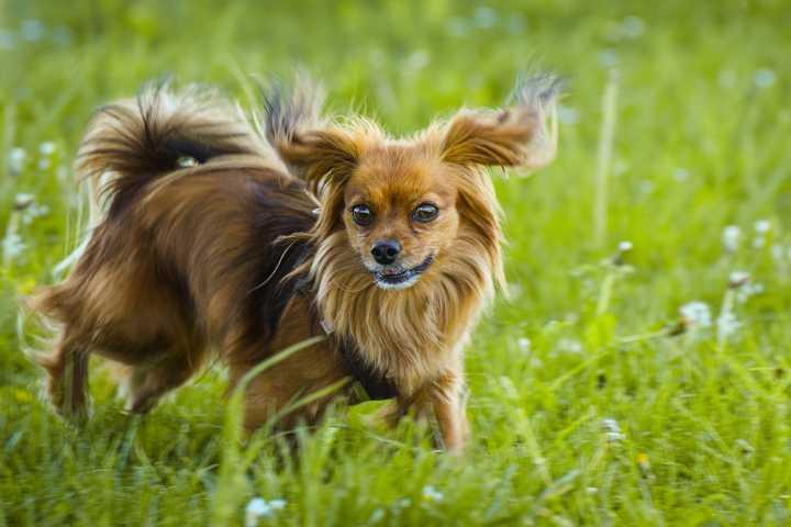 Flea & Tick Prevention for Papillons: A Safe & Effective 4 Step Plan