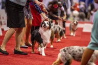 AKC National Championship brings thousands of dogs to Orlando