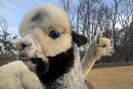 ‘Fleece’ Navidad! Celebrate Christmas with the DC region’s furriest alpacas