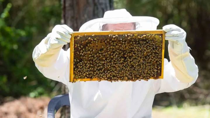 La apicultura repuntó y se sumó al lote que muestra señales de recuperación