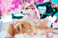 Washington State Ranks High In Pampering Pet Dogs