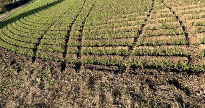 Opinion: Motorcyclists damage Suffolk farmers' crop fields