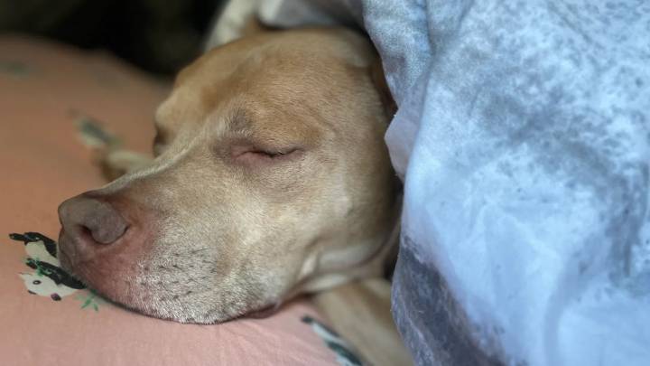 Hawaii Dog Nicknamed “The Grinch” Takes DNA Test, Results Shock His Family