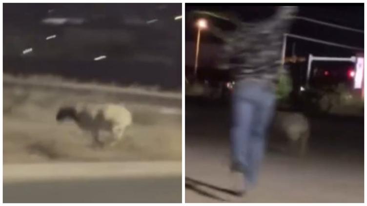 Provocó borreguito persecución en El Paso 🎦