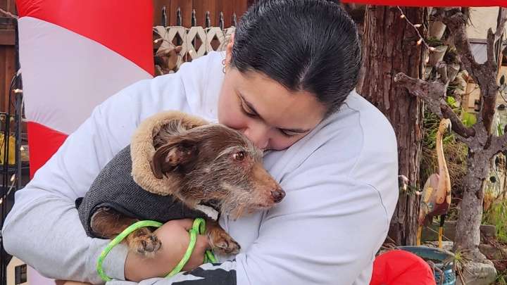 'Christmas miracle': Dog gone missing in California found five years later in Michigan