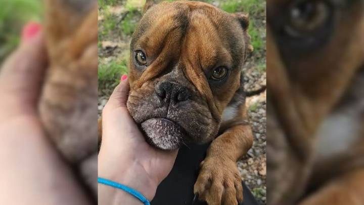 Texas Pup Overcomes Abandonment And Discovers The Comfort Of A Home For The First Time