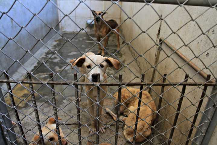 Dos perros mueren en el DABA; denuncian falta de vigilancia y riesgo creciente en el refugio municipal