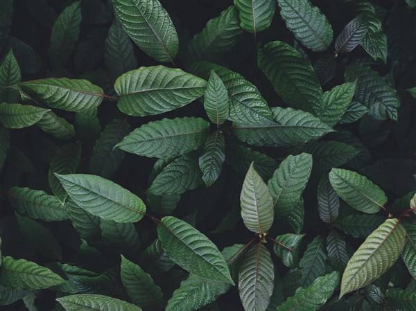 State pharmacy board votes to ban synthetic kratom