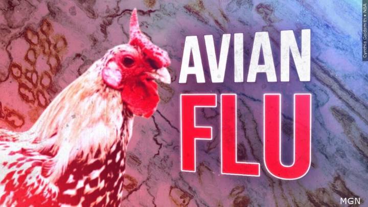 WVDA Confirms Case of Avian Influenza in Backyard Flock in Jackson County