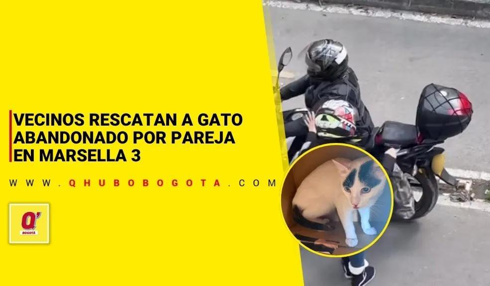 vecinos rescatan a gato abandonado por pareja en Marsella 3