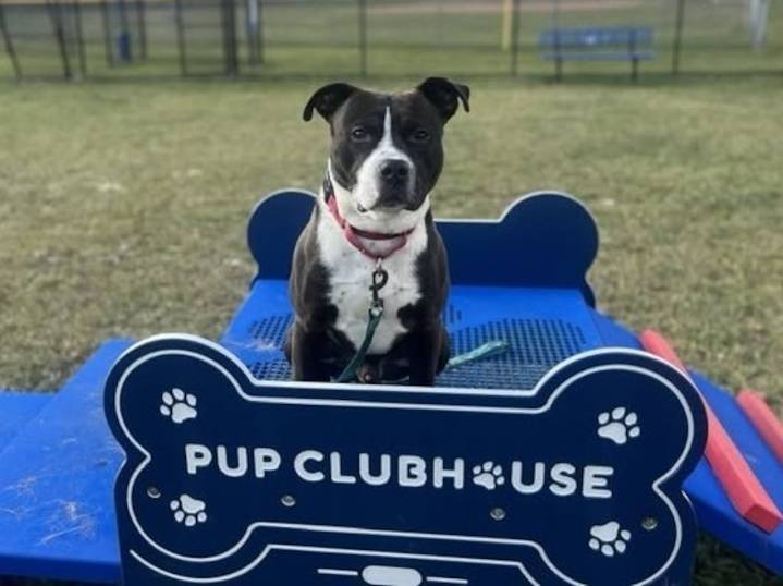 CNY SPCA Pet of the Week: Cojack the Dapper Dog