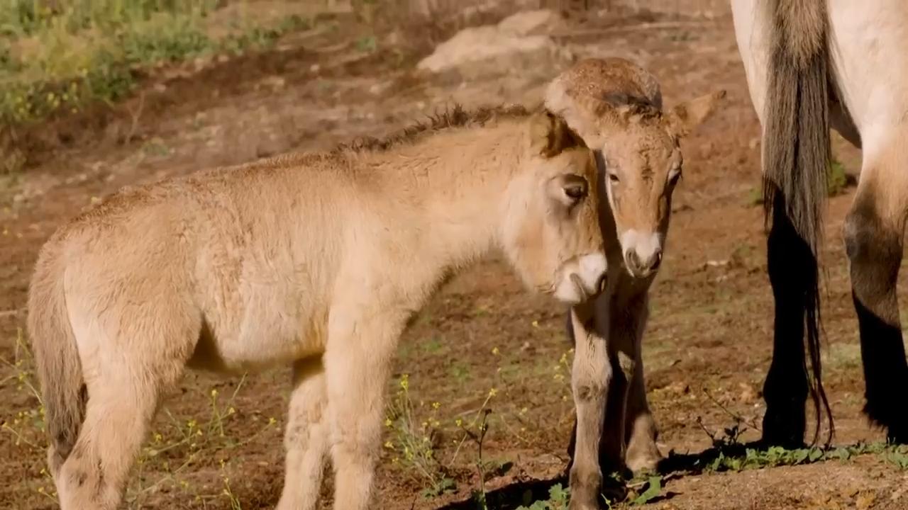 Endangered Przewalski horses born at San Diego Zoo Safari Park