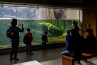 RIP, Claude: Beloved albino alligator at Cal Academy of Science in SF dies at 30