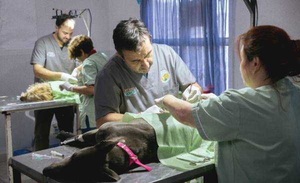 Amplia participación vecinal en la campaña gratuita y vacunación antirrábica en Rawson