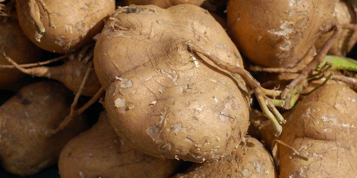 Por esta razón deberías de comer jícama con frecuencia