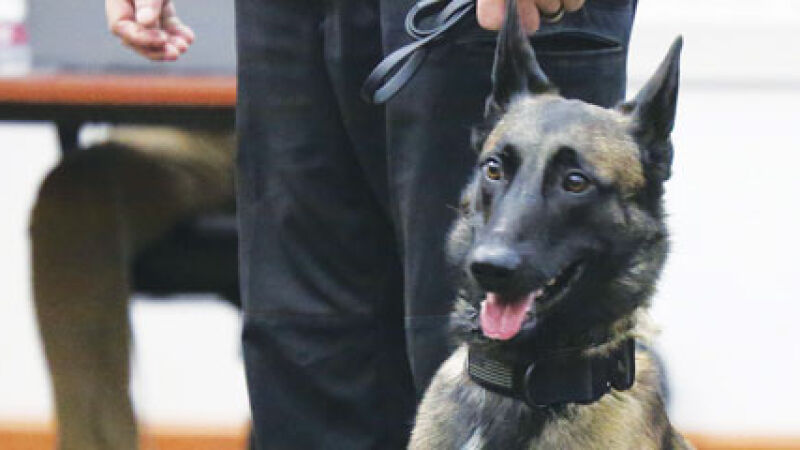 Deputy Koda reports for duty