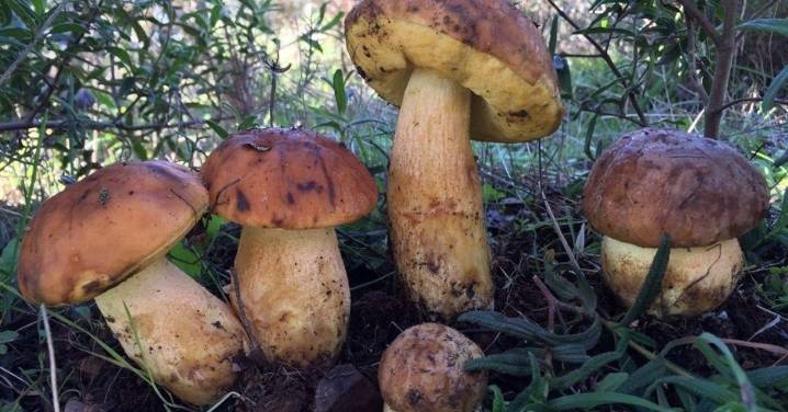 Dónde coger setas en Ourense: guía de bosques para este invierno