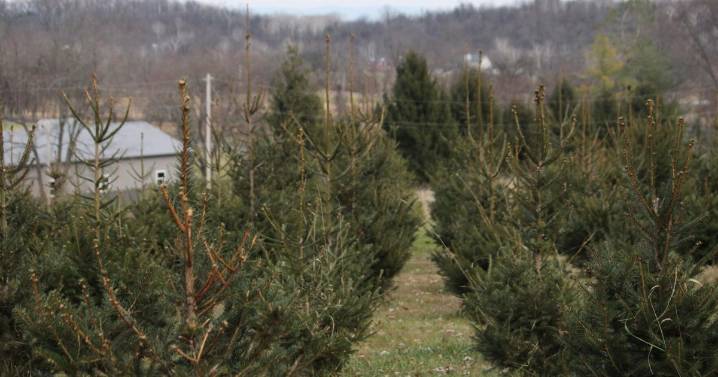 Bushtail launches Christmas Tree Farm, prepares to celebrate 20th anniversary