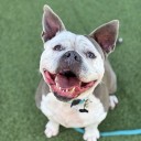 Pet of the Week: Buttercup