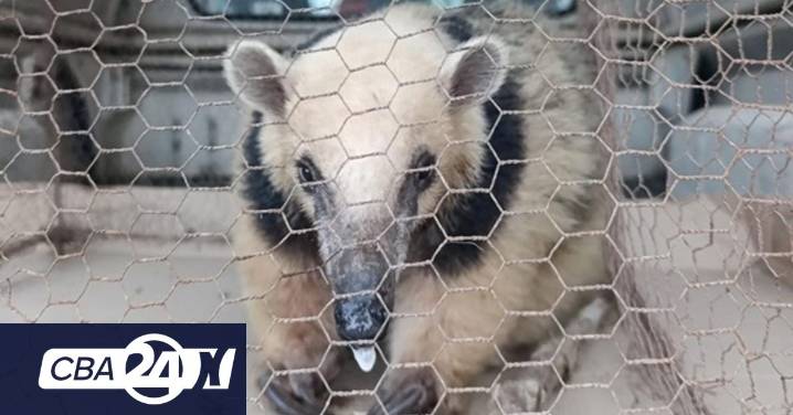 Rescatan a un oso melero en Traslasierra antes del ataque de una jauría de perros