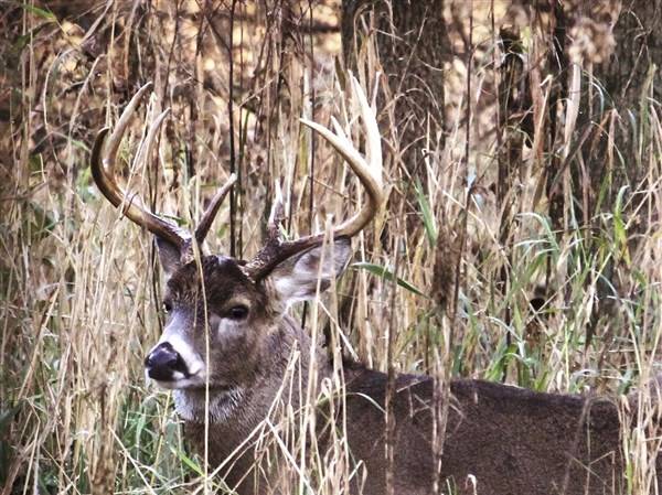 Outdoors: Ohio deer gun season opener's numbers down