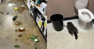 Raccoon ransacks Virginia liquor store, gets drunk, passes out