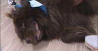 Therapy dogs to help patients at new UC Irvine hospital