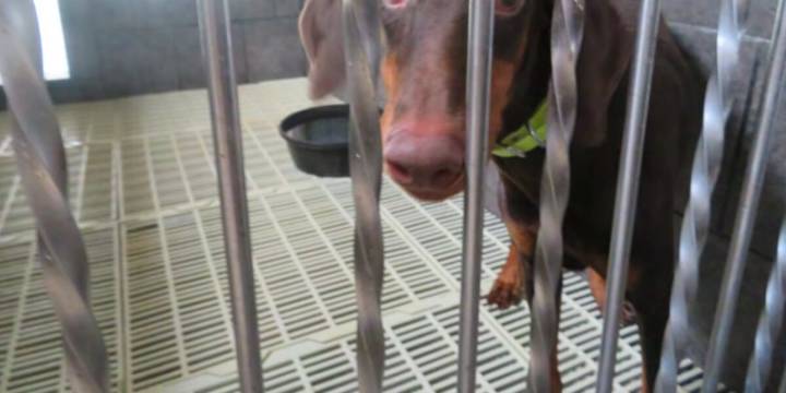Judge: USDA’s animal-welfare inspectors must report violations they uncover
