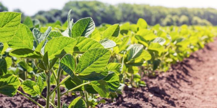 La siembra de soja, demorada