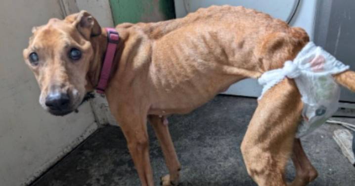 RSPCA's horror at tragic bone-thin pet dog found wearing a nappy 
