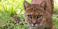 Bobcat trapping season closed early in Ind.
