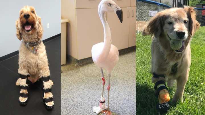Westminster pet prosthetic maker files for bankruptcy