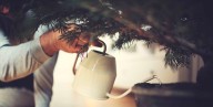 Here’s How Often You Need to Water Your Christmas Tree