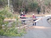 Bomberos de Miranda talan árbol que representaba riesgo en el km 07 de la Panamericana