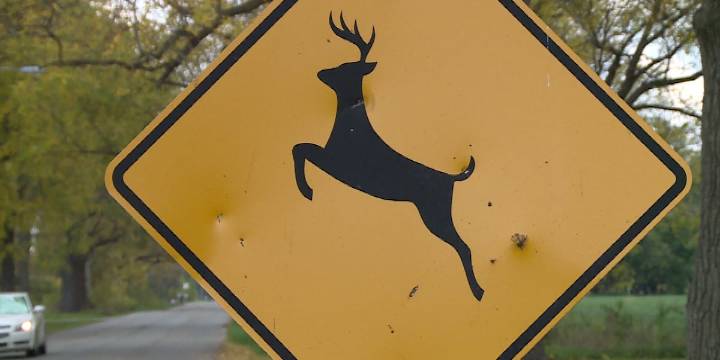 ‘If you see one, you are going to see multiple’ | THP urging people to watch out for deer while driving