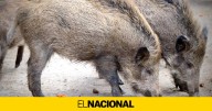 El Govern pondrá en marcha un plan para controlar la población de jabalíes: "Hay que reducirla urgentemente"
